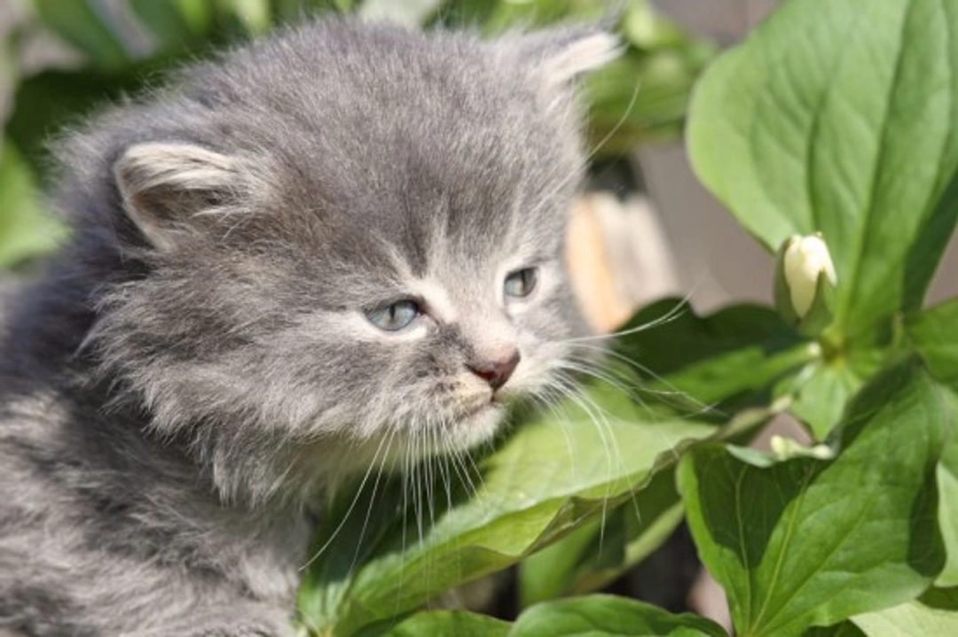 Cats and Poisonous Plants: What Every Owner Should Know