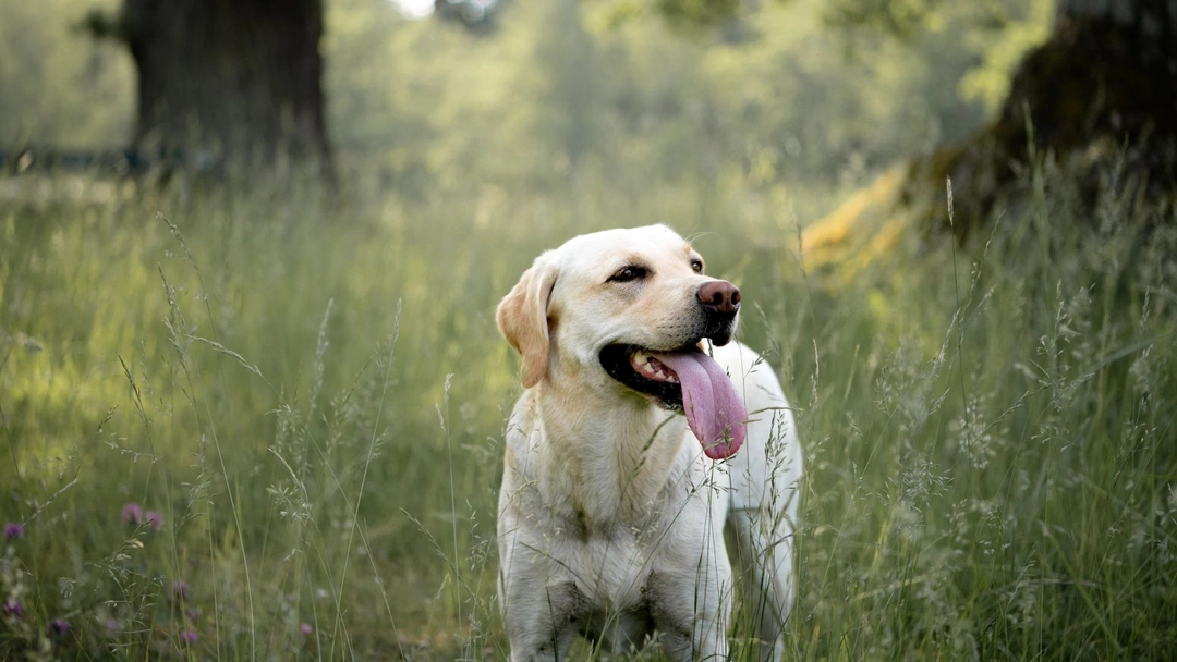 Allt du behöver veta om insektsbaserat hundfoder