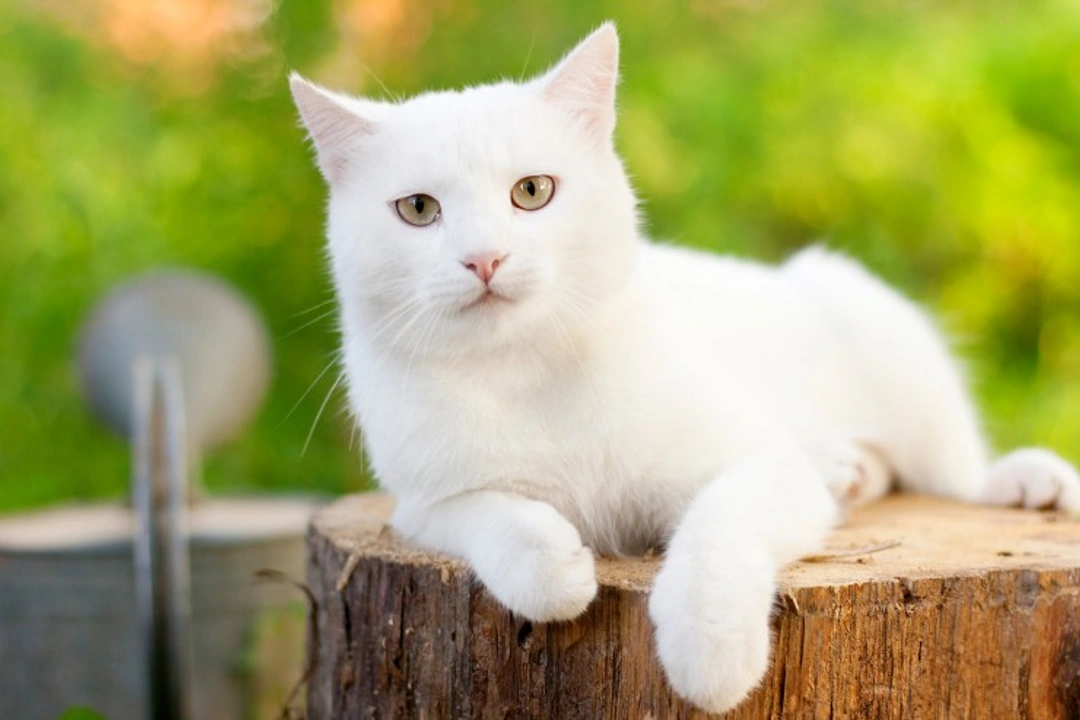 Owning a White Cat: Unique Care and Health Tips