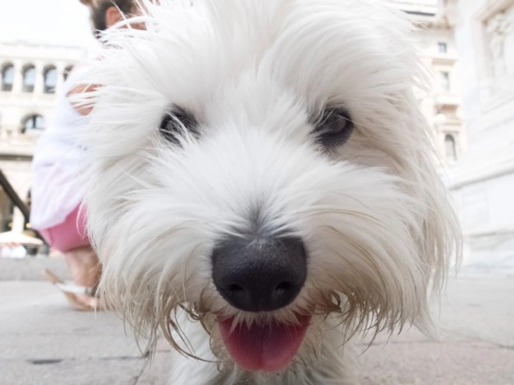 Understanding Doggy Talk: Learn Your Dog's Language