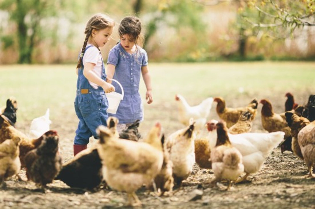 Top Tips on How to Feed Your Chickens for Health & Productivity