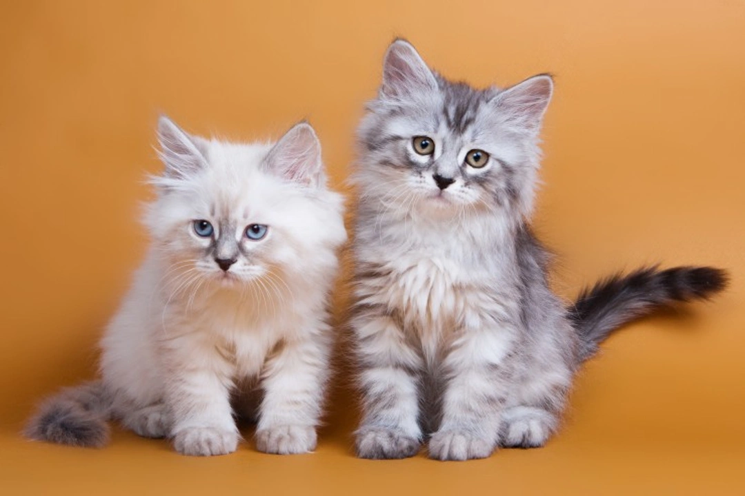 Cat Breeds Likely to Get On Well Together: Multi-Cat Household Guide
