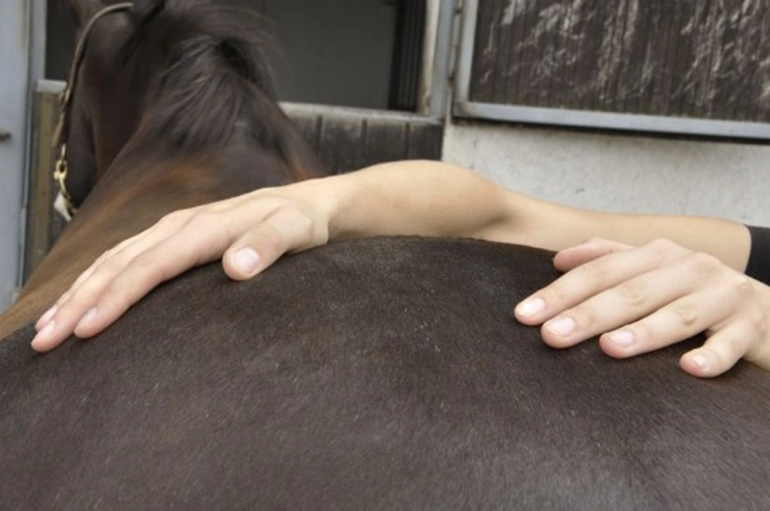 Massage and Chiropractic Treatments for Horses: A Complete Guide