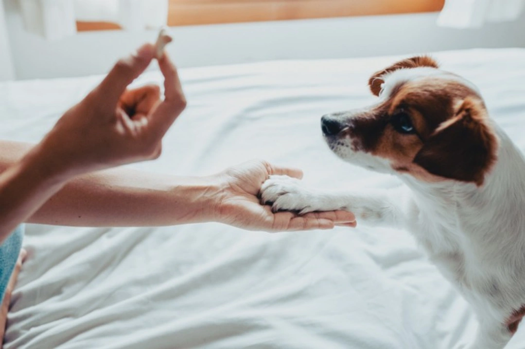 5 Essential Dog Training Articles to Read at Home