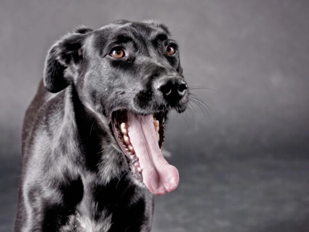 Decoding Your Dog’s Calming Signals: Key Signs to Know