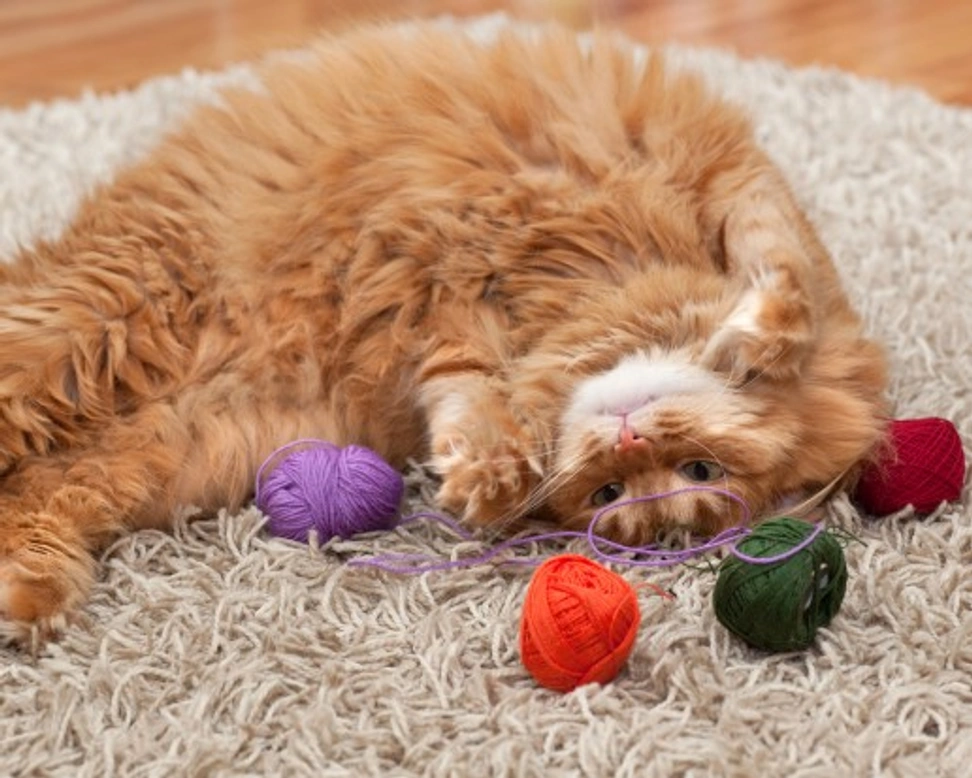 7 Effective Ways to Keep Your Indoor Cat Happy and Active