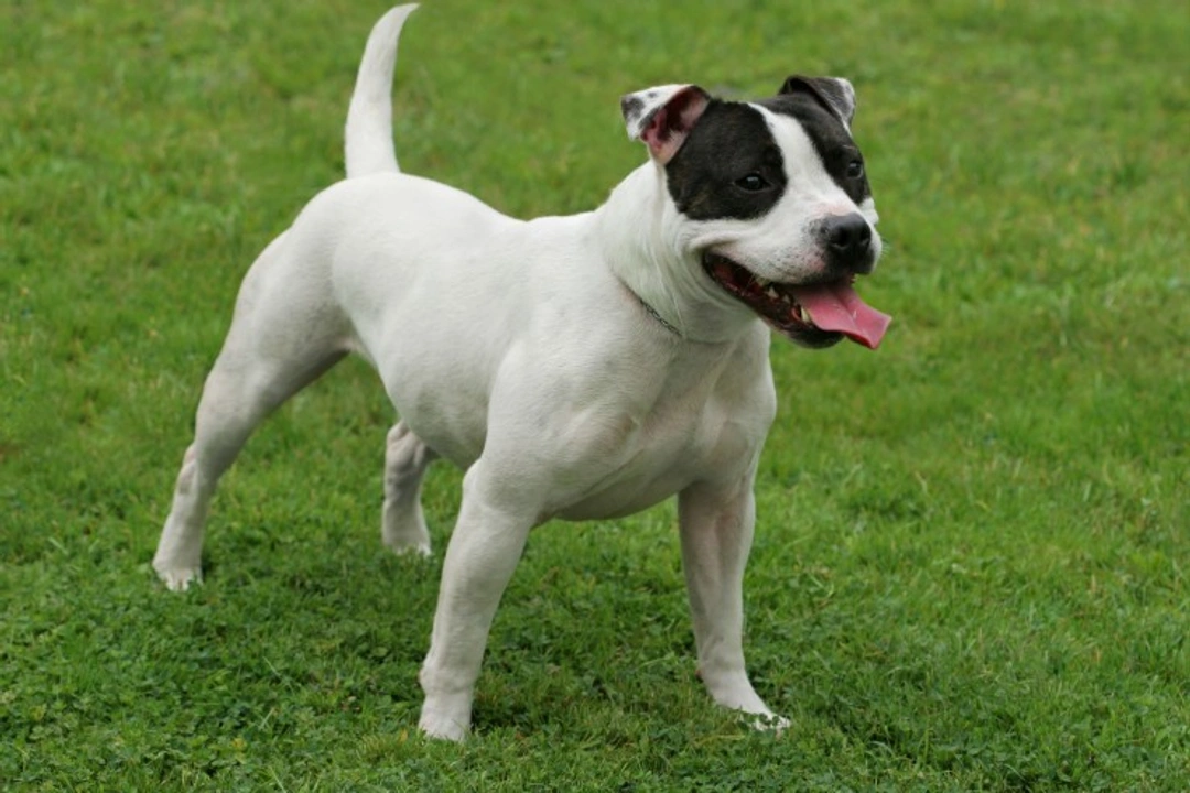 L-2 Hydroxyglutaric Aciduria (L-2HGA) Testing Guide for Dogs