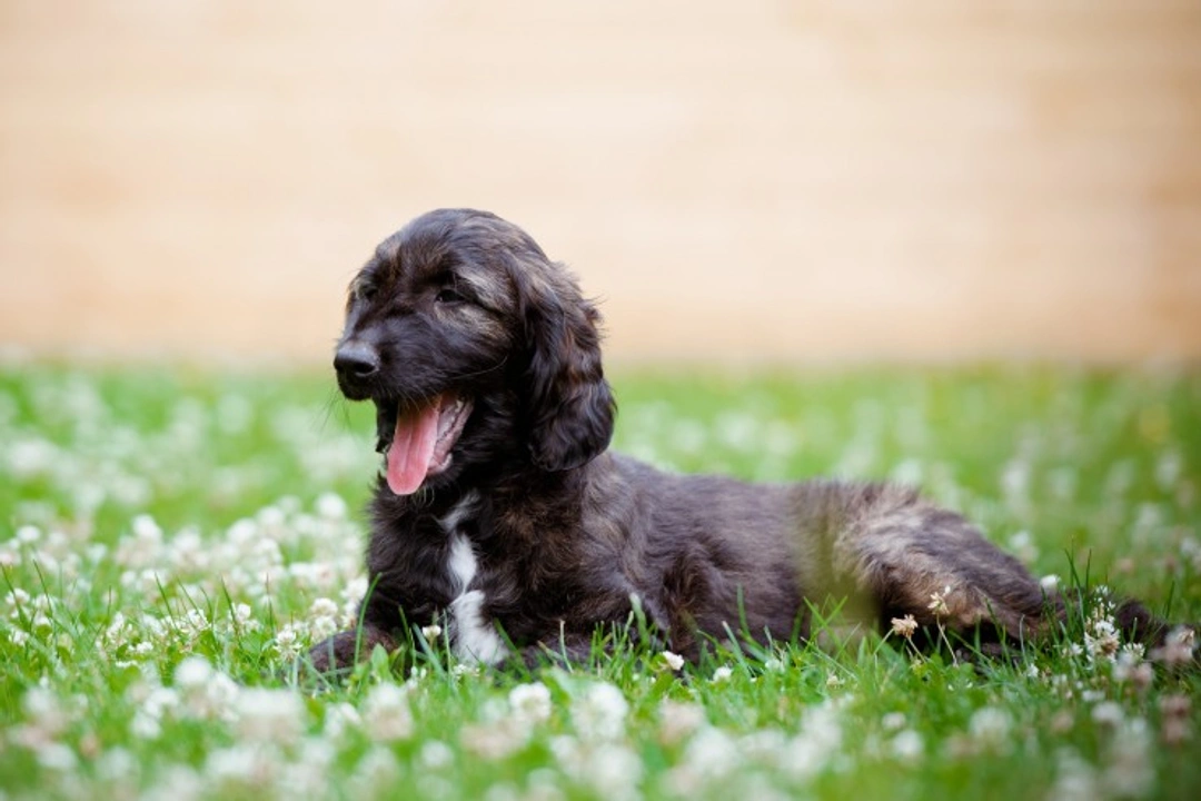 Five common dog behaviours owners often misunderstand