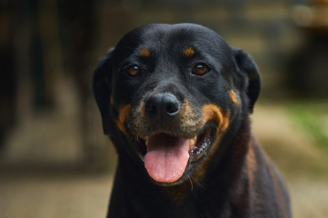 How Much Does It Cost to Treat Arthritis in Dogs in 2025?