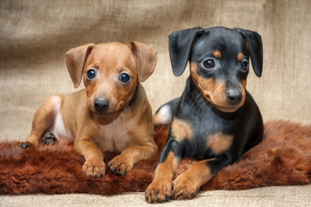 Eye problems in Miniature Pinschers and similar dog breeds