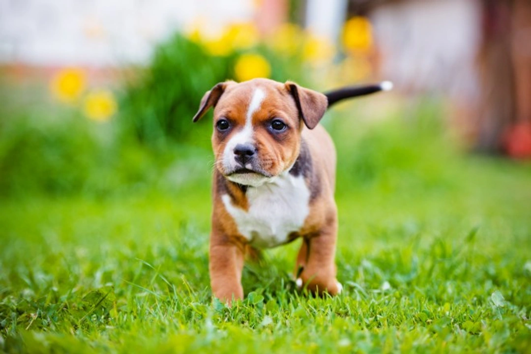 Staffordshire Bull Terrier Lifespan & Health Overview