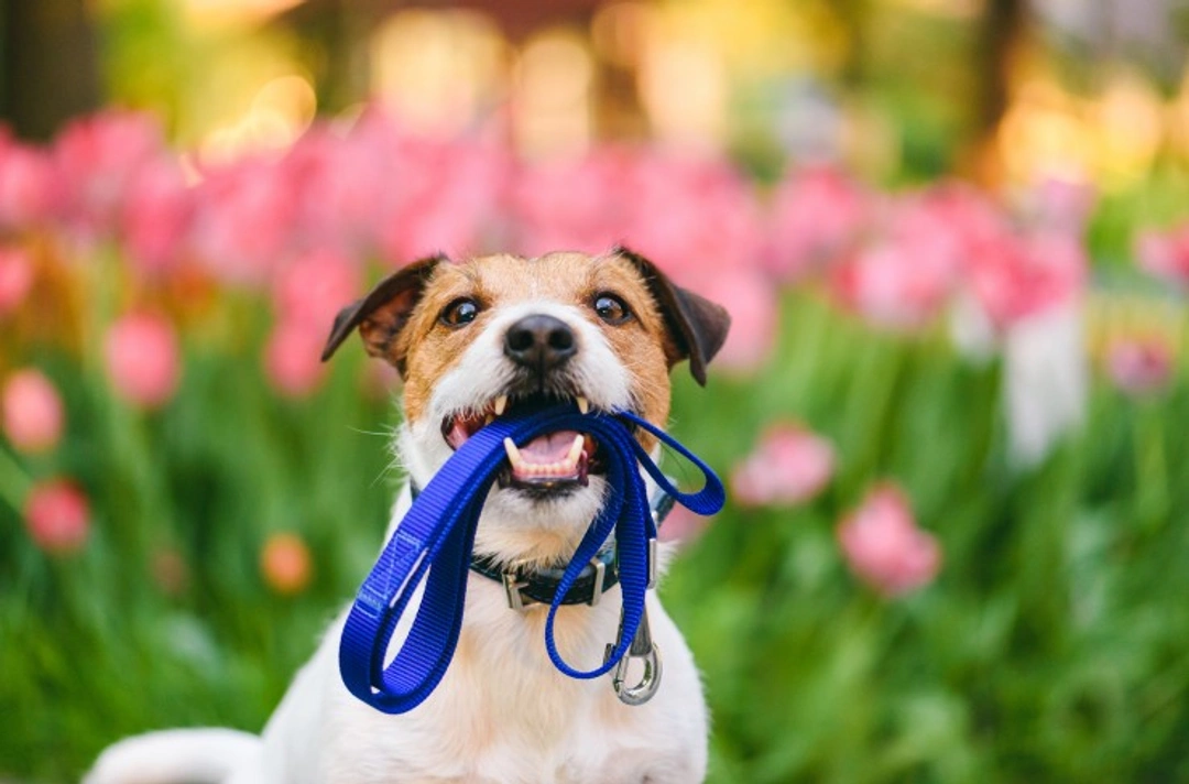 Right and wrong ways to hold your dog's lead on walks