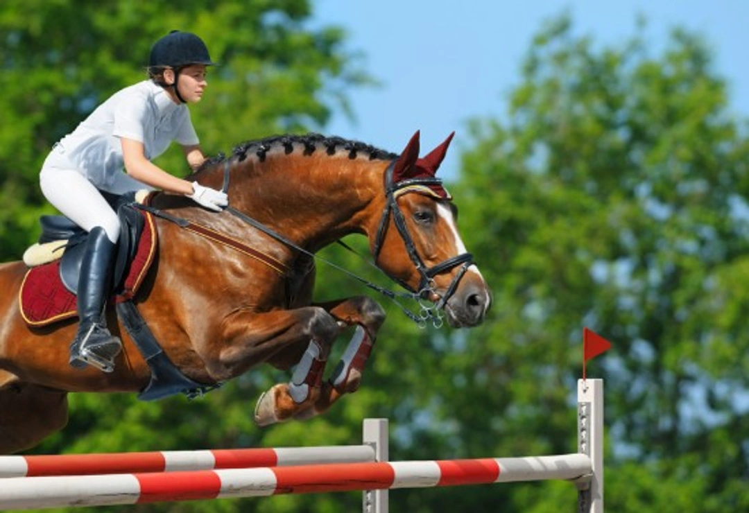 BSJA Showjumping Grades: Complete Buyer's Guide