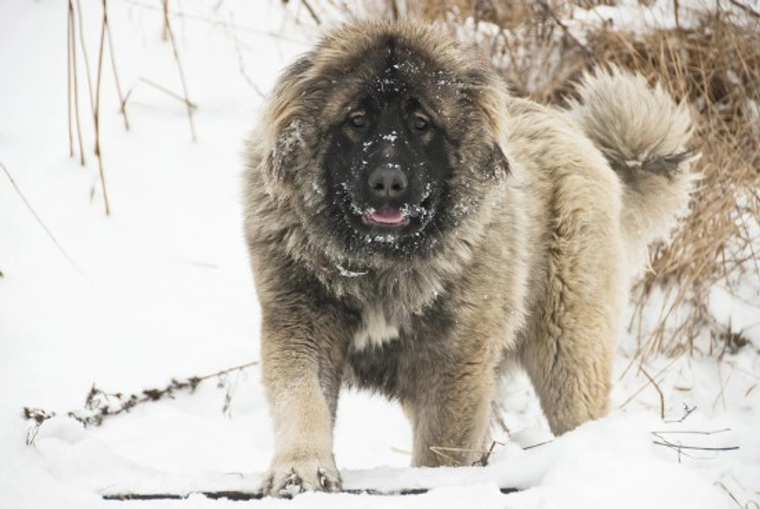 Ten uncommon dog breeds you might not know