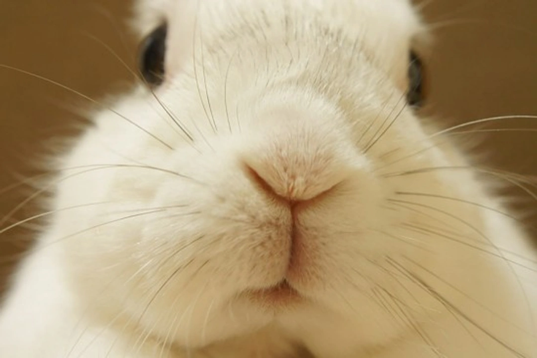 13 Essential Rabbit Facts for Responsible Owners
