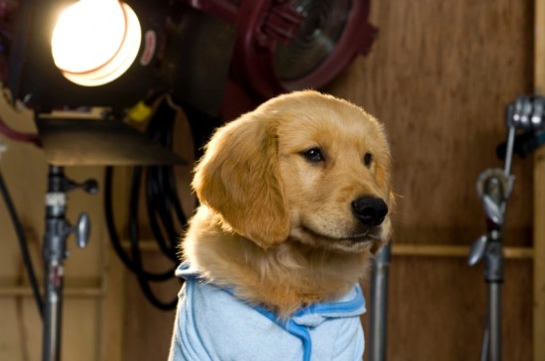 Could Your Dog Be a Future Star? Complete Guide 2025