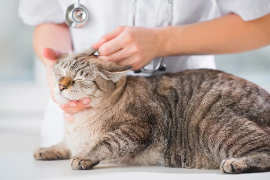 Deafness in Cats: Causes, Symptoms & Care Guide