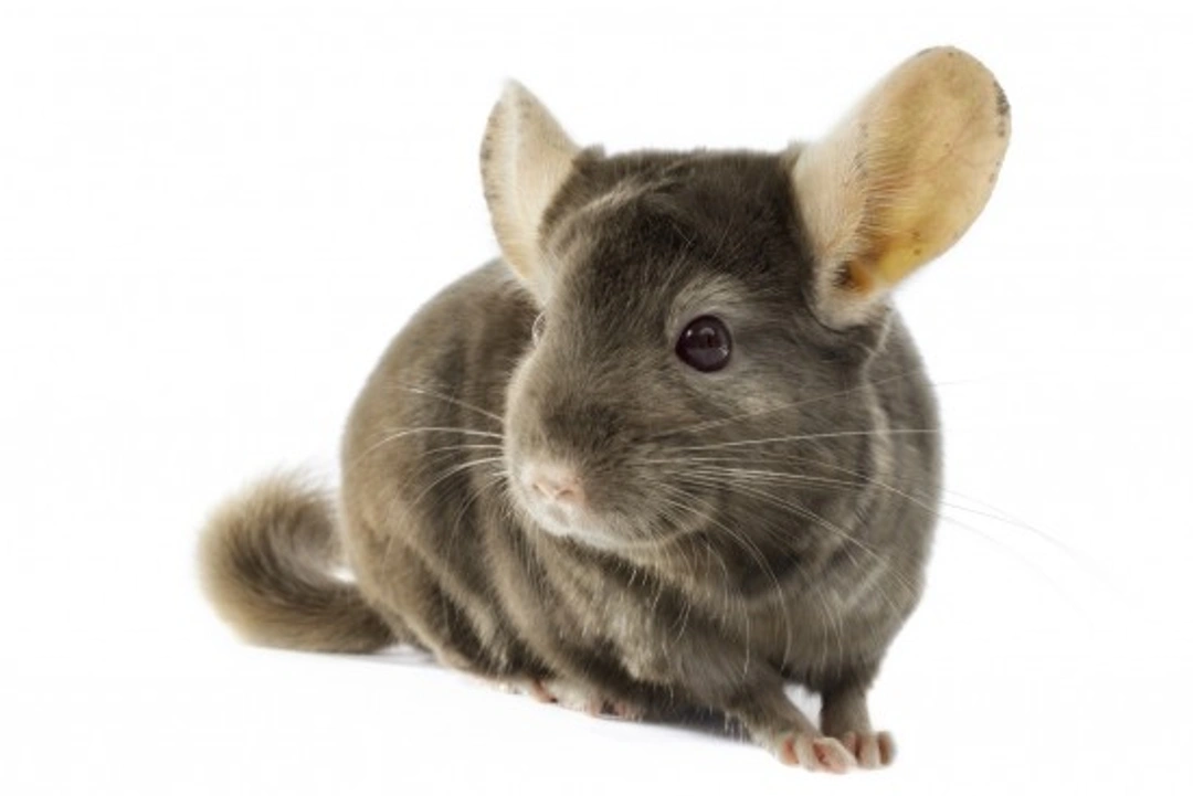 Comprehensive Chinchilla Care Guide: Tips for a Healthy Pet