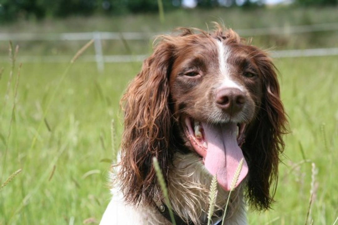 Top 10 Most Affectionate Dog Breeds in the UK