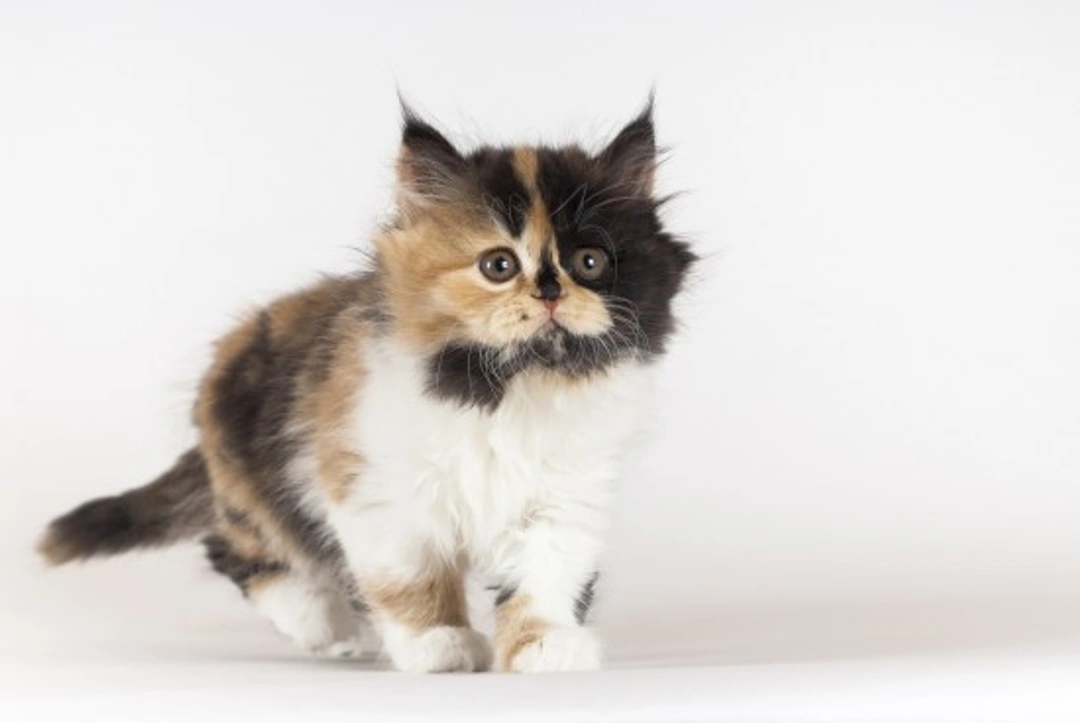 Common Cat Coat Patterns Explained: A 2025 Guide