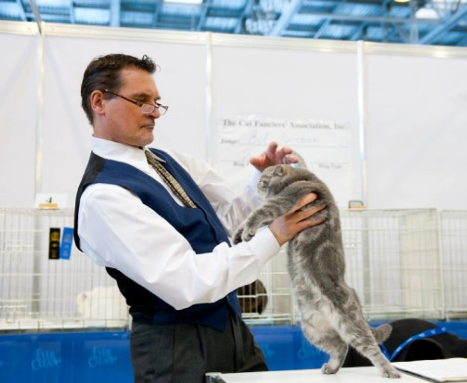 Complete Guide to Showing Your Cat: Tips for Beginners