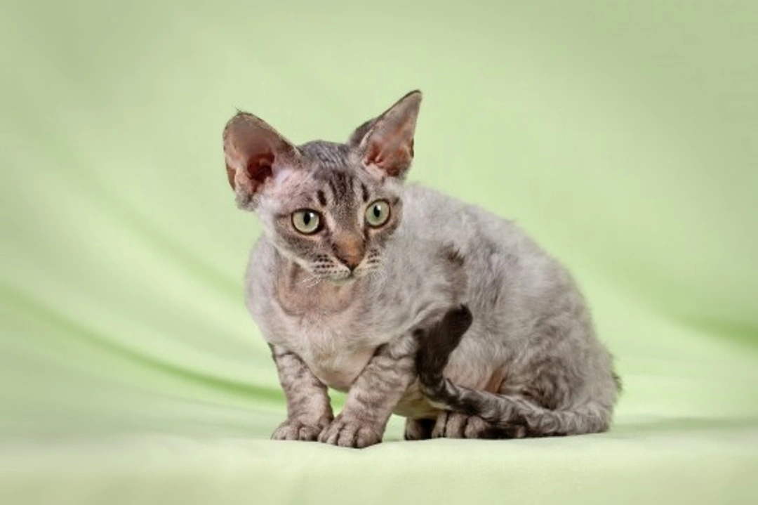 Dander in Cats Explained: Causes & Allergy Solutions