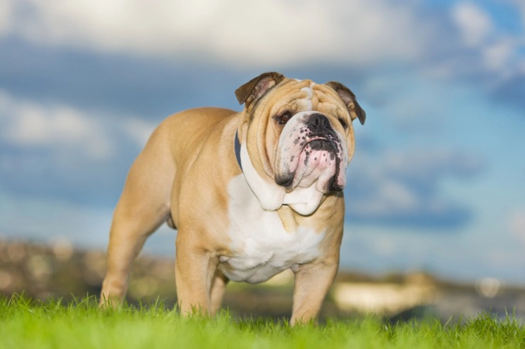 Feeding your bulldog for health and wellness