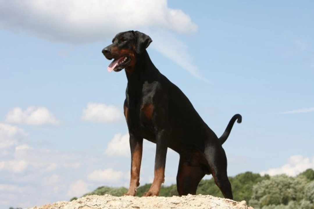 Doberman Pinschers: Are They Good Family Pets?