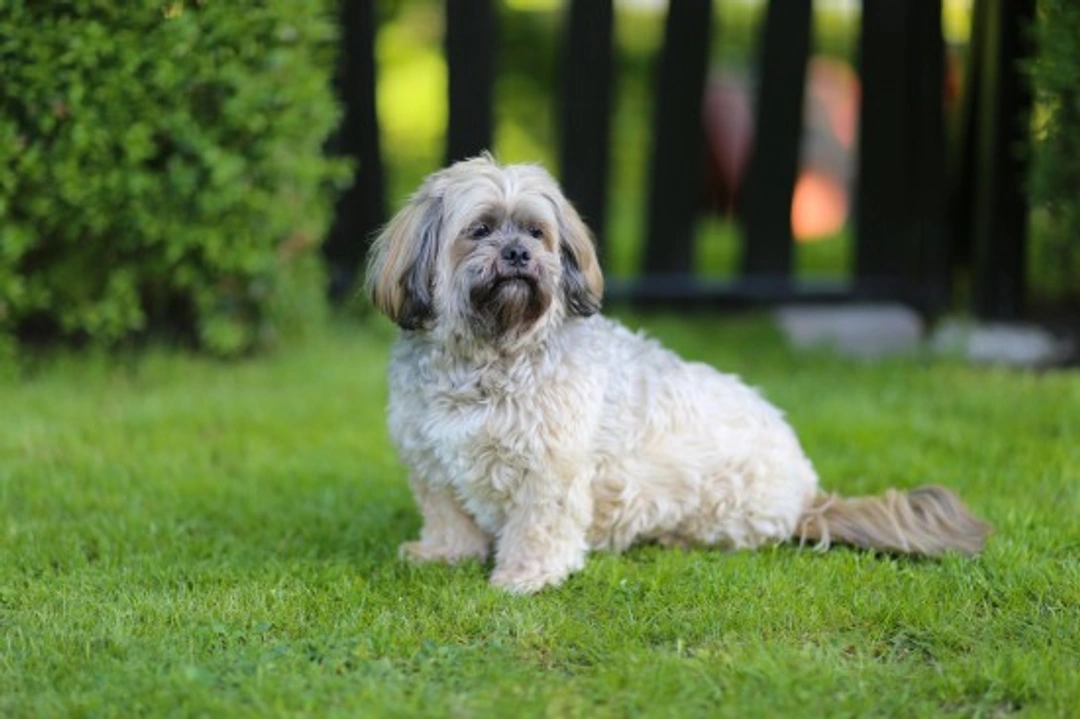 Genetic Disorders Common in Lhasa Apso Dogs