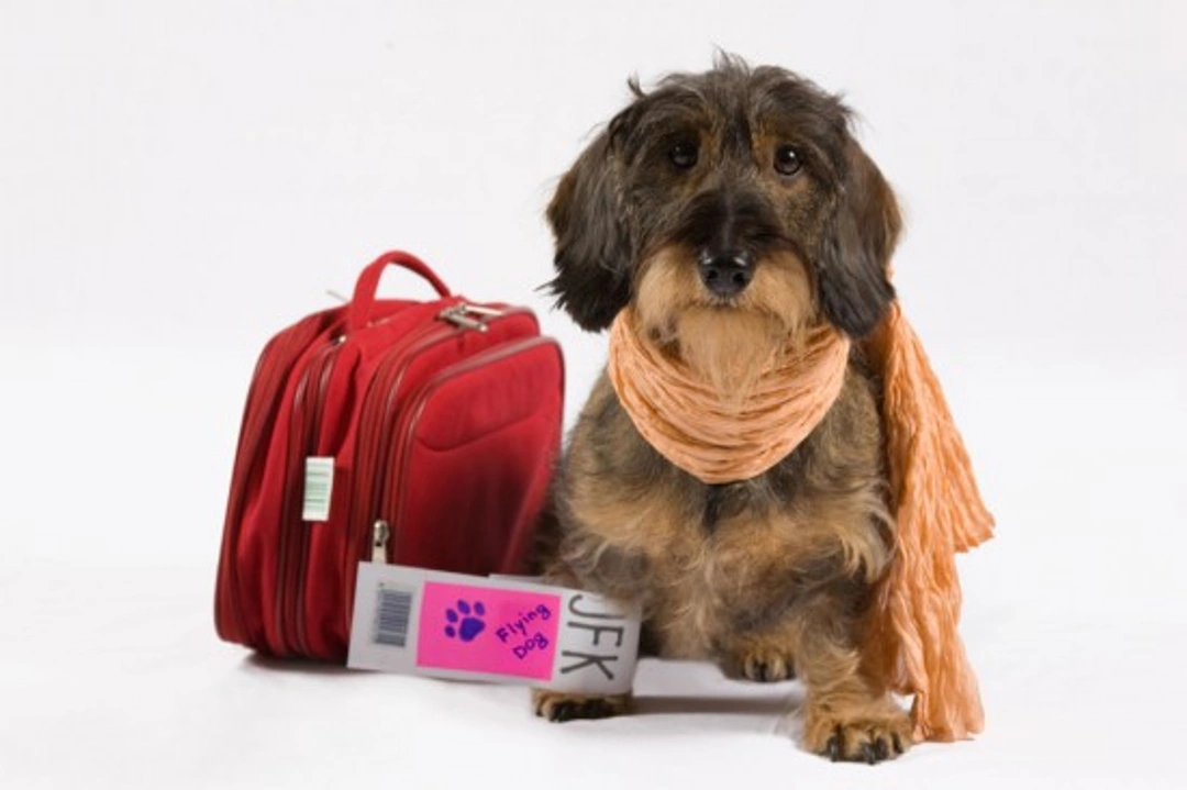 Airline Travel with Your Dog: Essential Tips for Stress-Free Flights