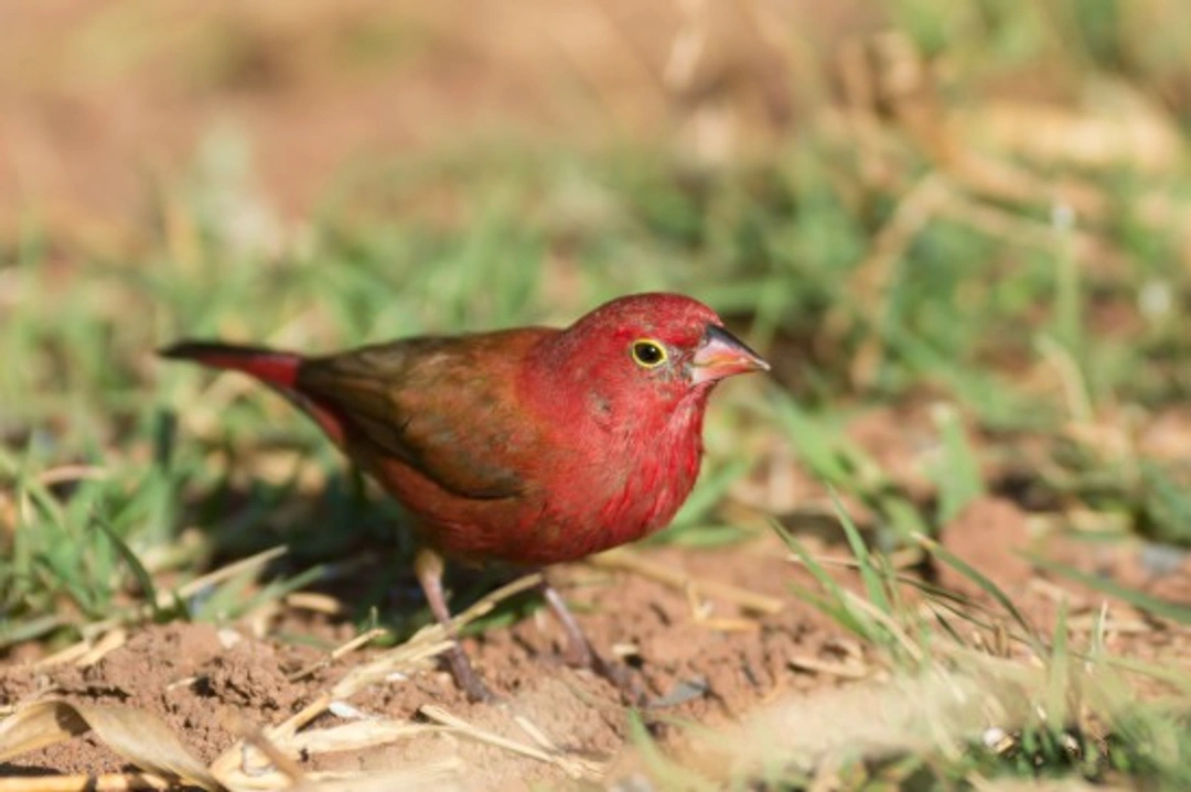 The Firefinch Family: Guide to Species and Care