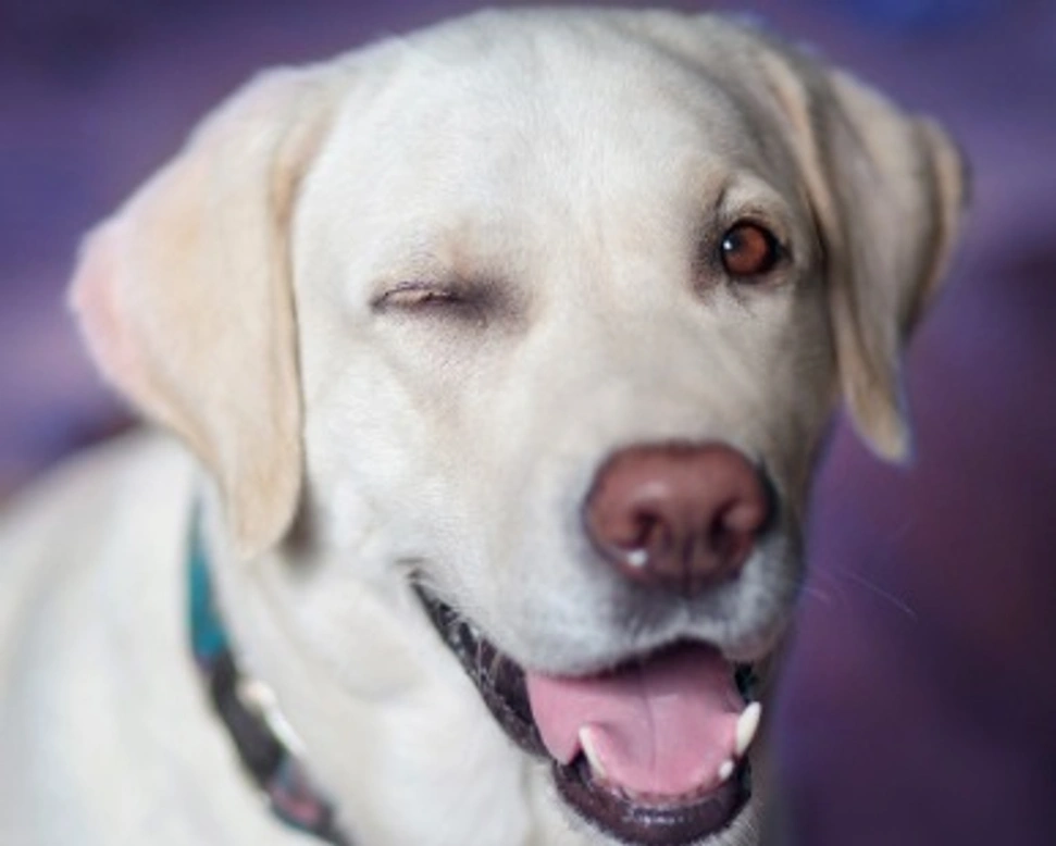 Di che razza è il cane del film "Io & Marley"? Info e caratteristiche