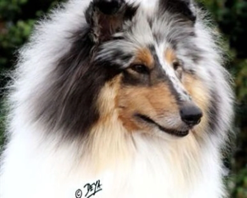 Pastore Scozzese o Collie a Pelo Lungo: caratteristiche e varietà