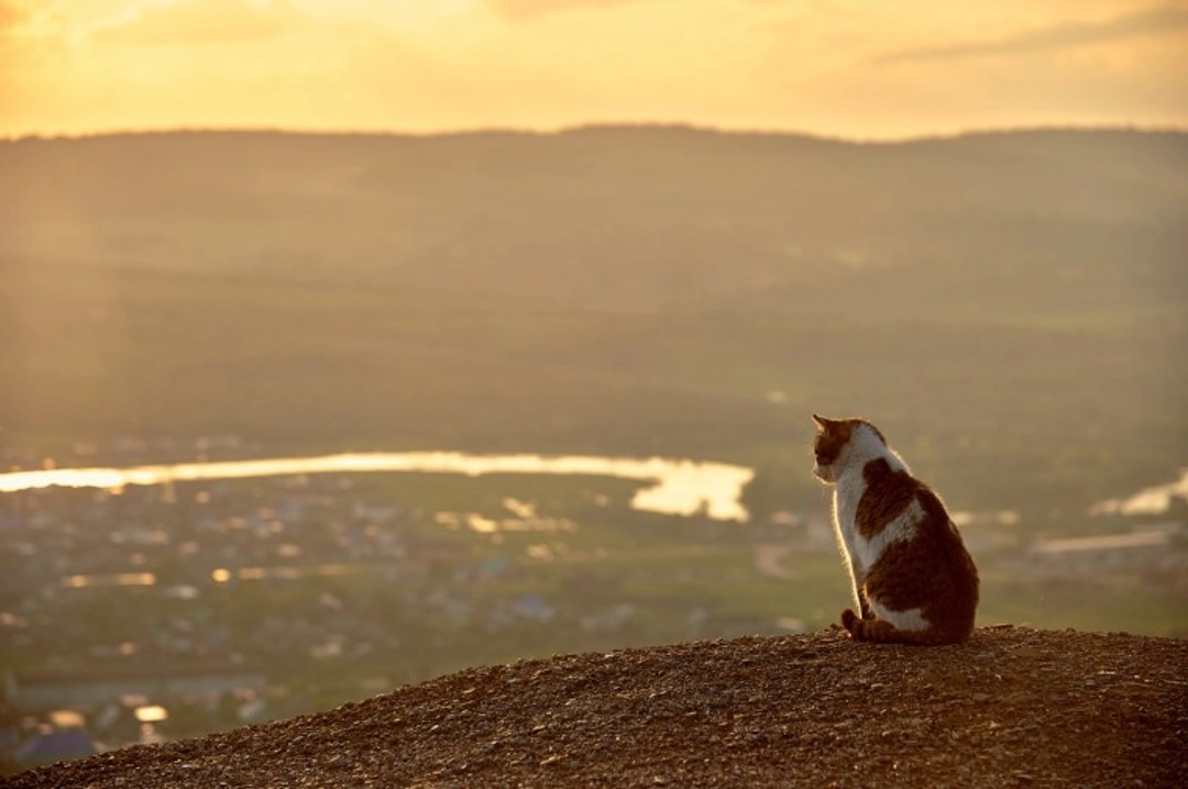 Six common misapprehensions made by cat owners