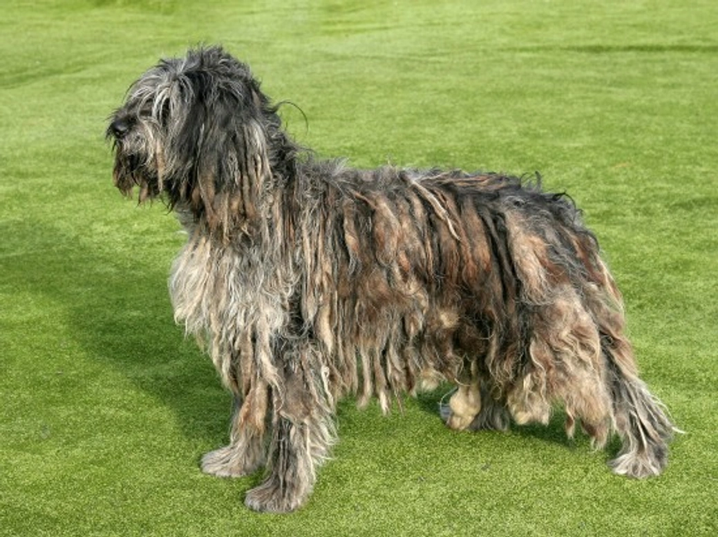 The Bergamasco: A Robust, Healthy Dog Breed with Few Issues