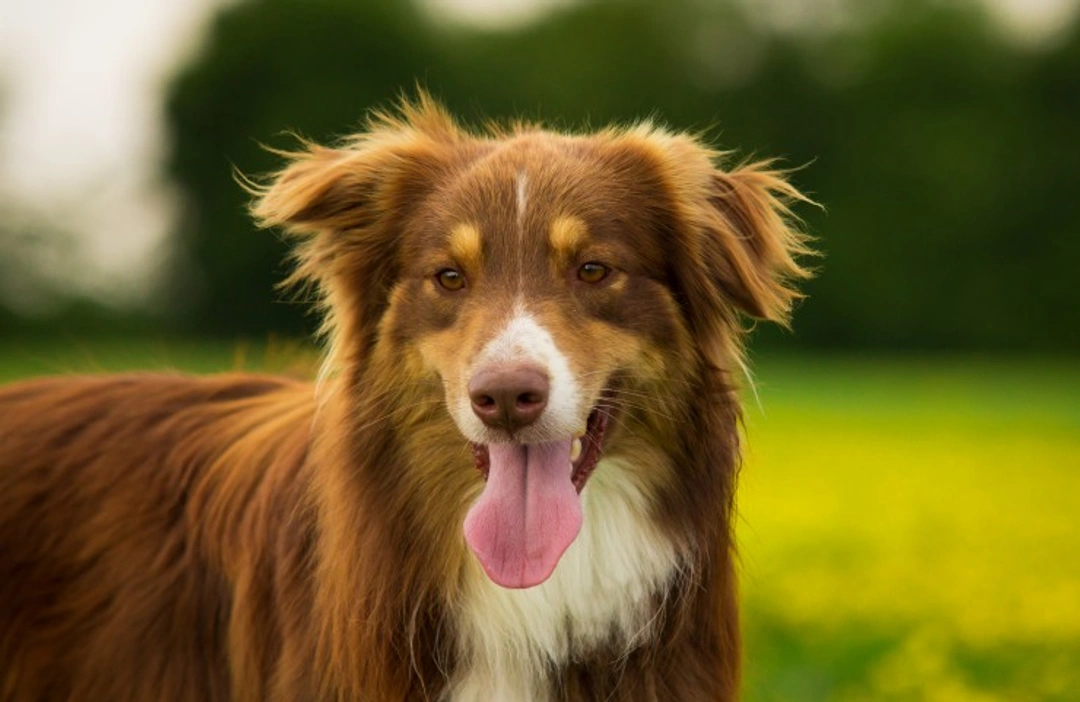 Who Gets the Dog or Cat? A UK Guide to Pet Custody in Family Splits