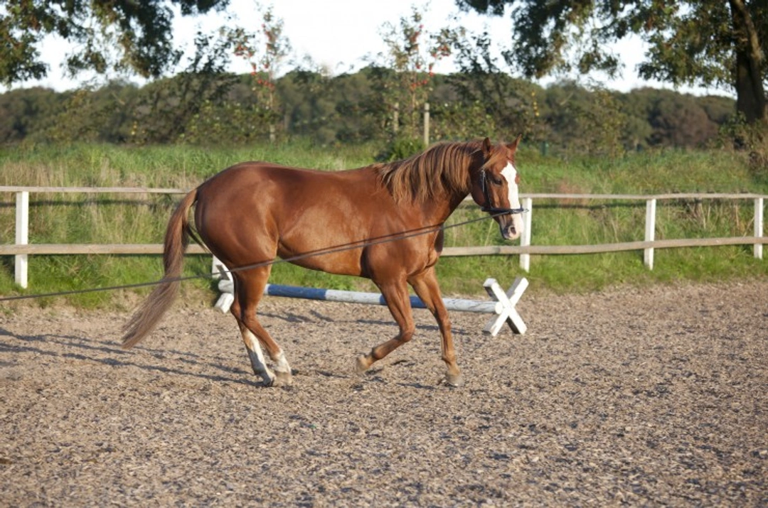 A Complete Guide to Lungeing a Horse Correctly