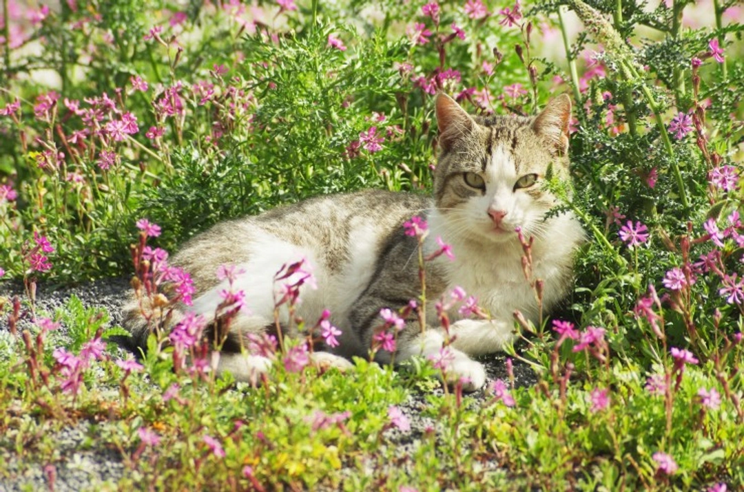 Is It Safe to Give Catnip to Cats with Health Issues?