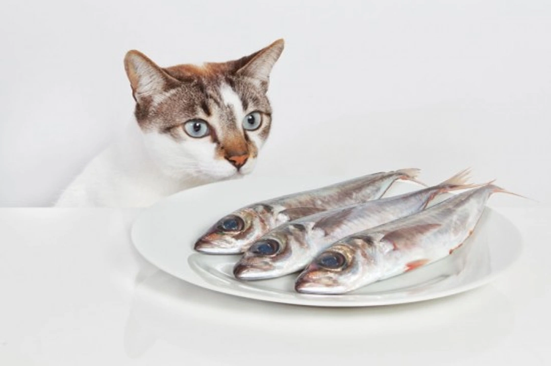 Cats and Food Allergies: Causes, Symptoms & Treatment