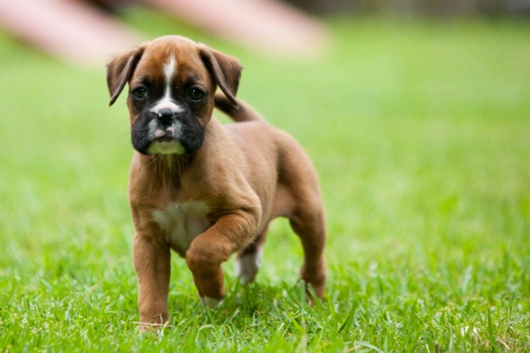 How to Buy a Boxer Puppy from a Responsible Breeder