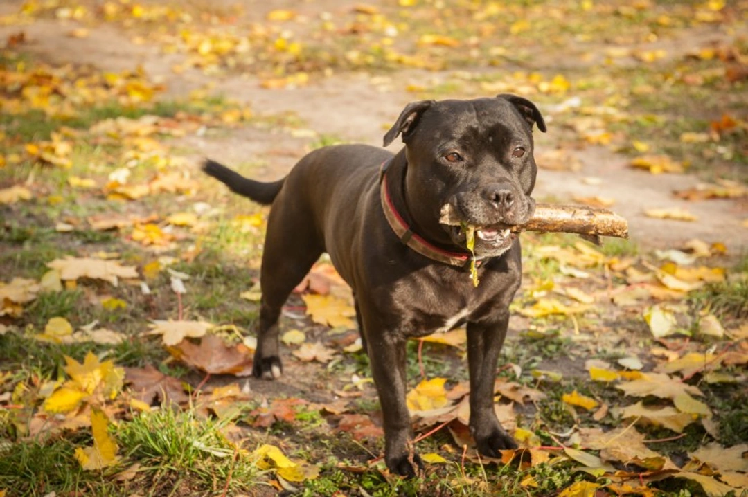 Staffordshire Bull Terrier Eye Problems: Causes and Care