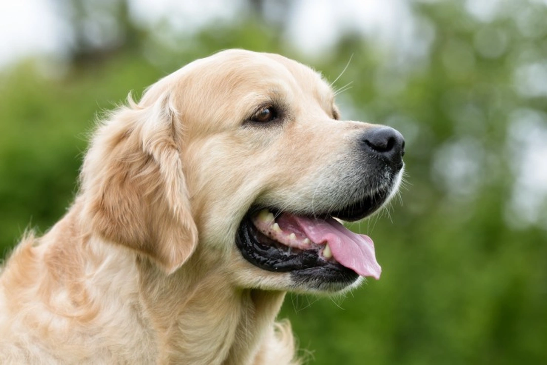 What Does the Dog’s Spleen Do? Key Functions Explained