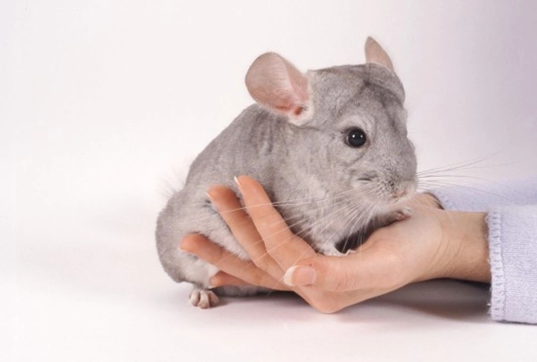 Looking after Pet Chinchillas: Complete Care Guide