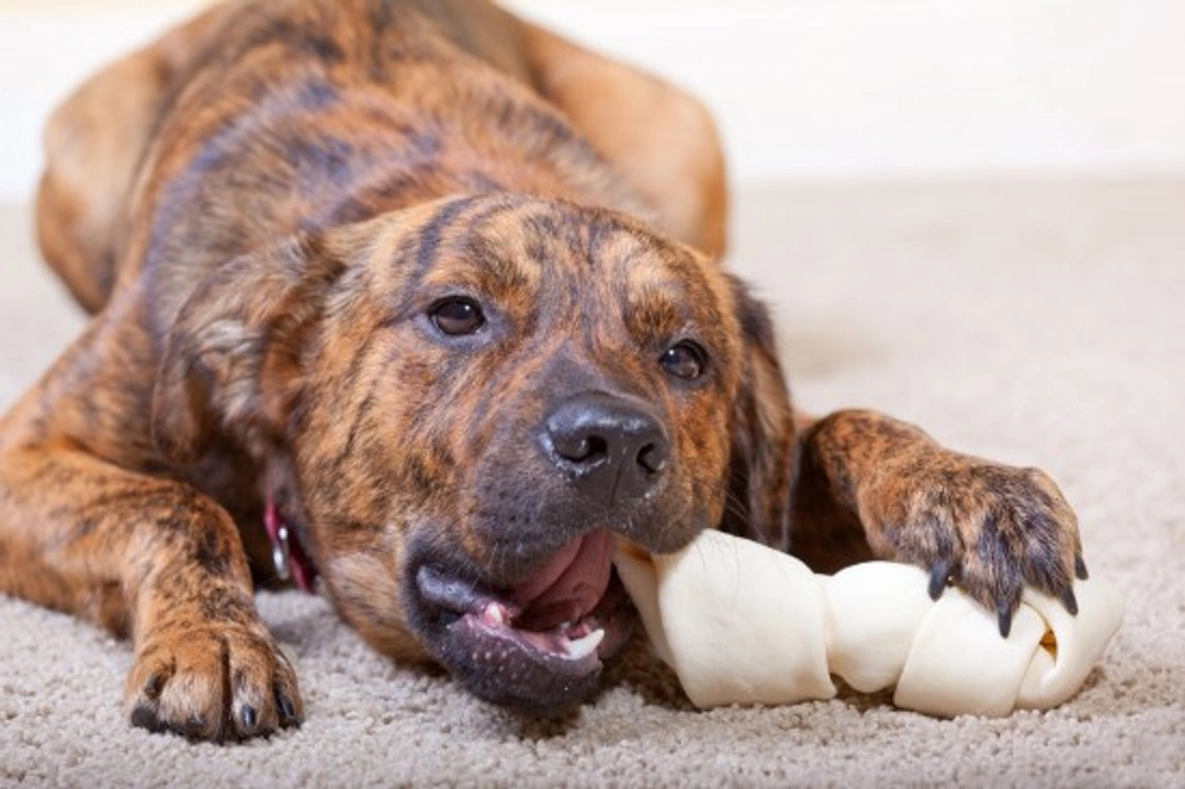 Your Home and Your Dog: Resolving 5 Common Problems