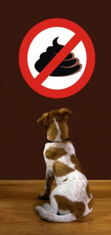 How to Stop Your Dog Eating Poop: Coprophagia Explained