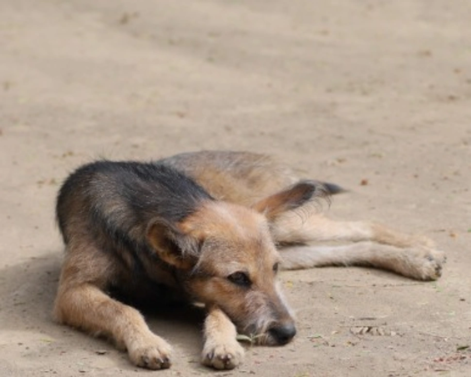Associazioni animali: Battito Animale