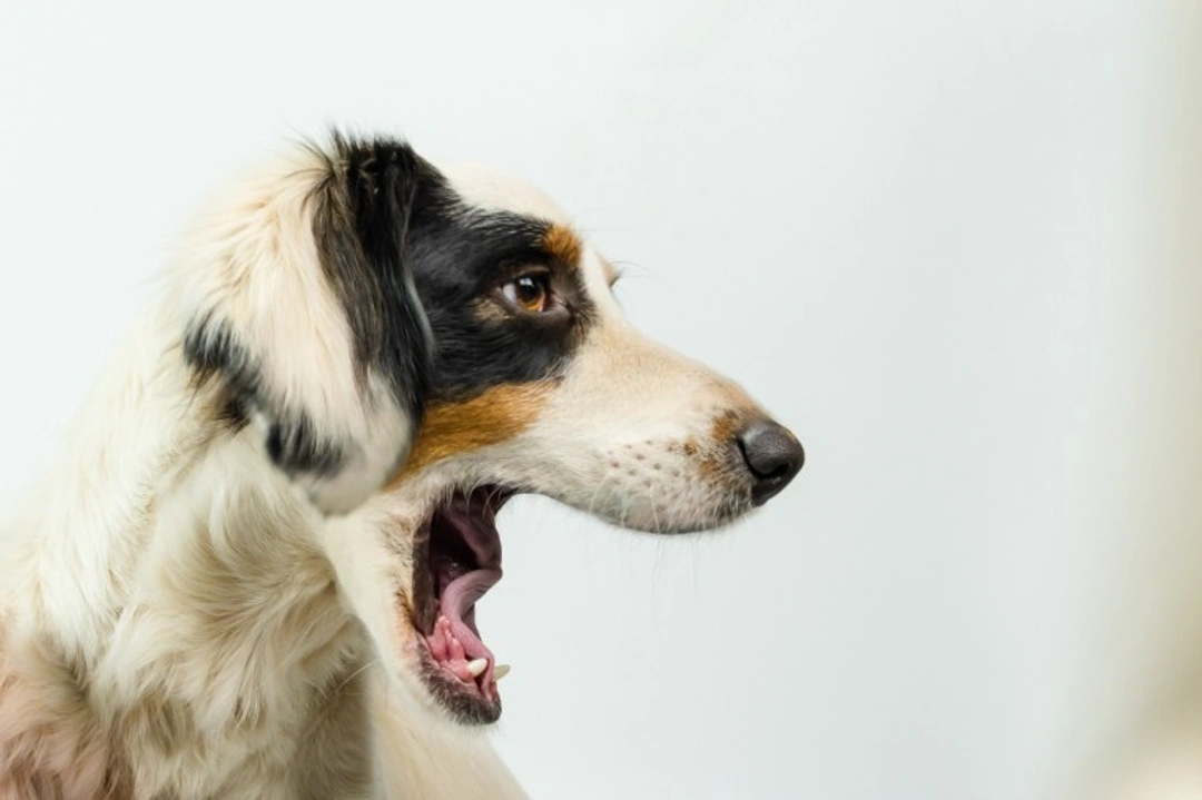 5 Key Facts About Dog Growling To Keep Safe