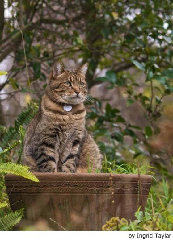 El microchip en perros y gatos
