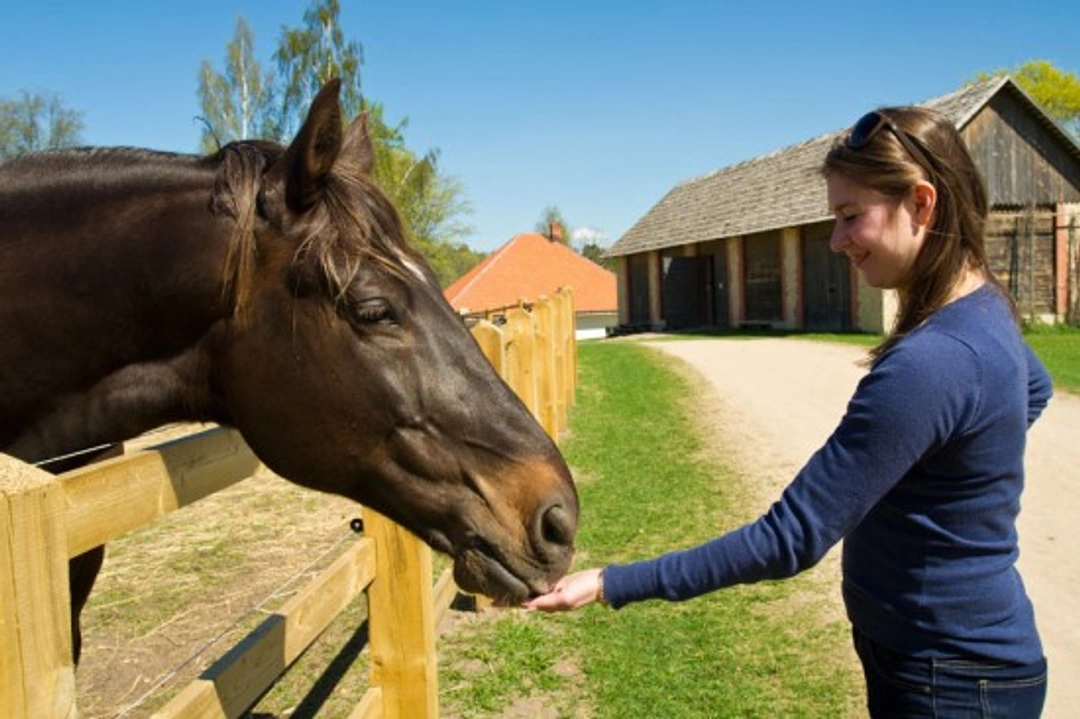 Horse Riding in Hot Weather: Safety and Comfort Tips