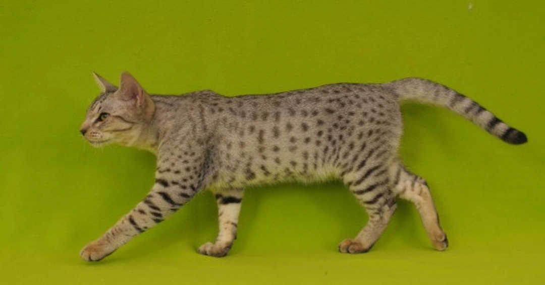 Is the Ocicat the Right Cat for You? Discover Key Traits